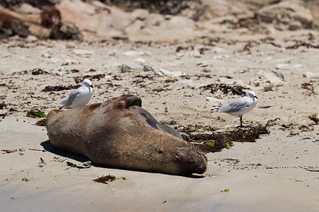 086 Penguin Island, zeeleeuw.jpg